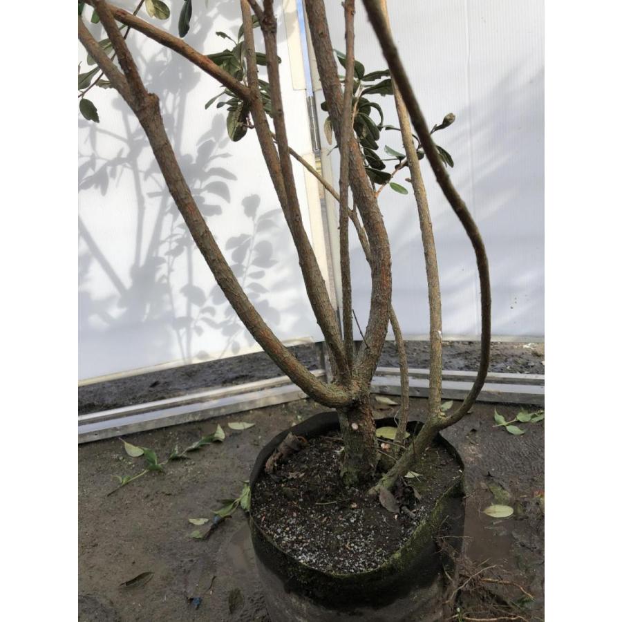 フェイジョア　株立ち　約1.8m　現品発送　特大株　植木苗木　常緑樹　送料無料 