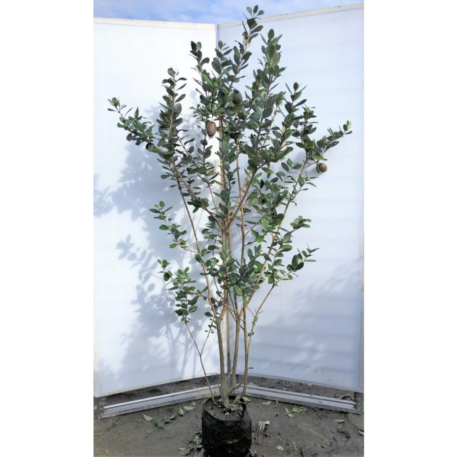 フェイジョア　株立ち　約1.8m　現品発送　特大株　植木苗木　常緑樹　送料無料