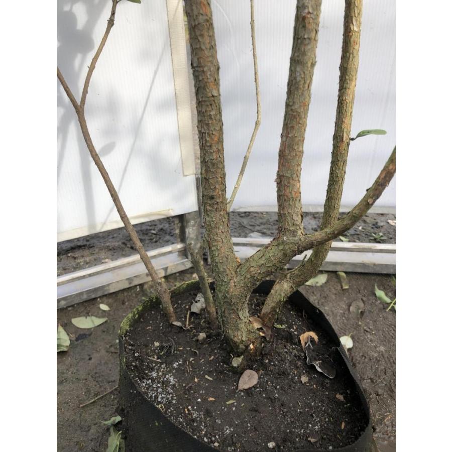 フェイジョア　株立ち　約1.8m　現品発送　特大株　植木苗木　常緑樹　送料無料 