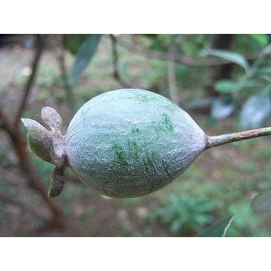 フェイジョア 約2.4m 現品発送 超特大株 株立ち風 植木苗木 常緑樹