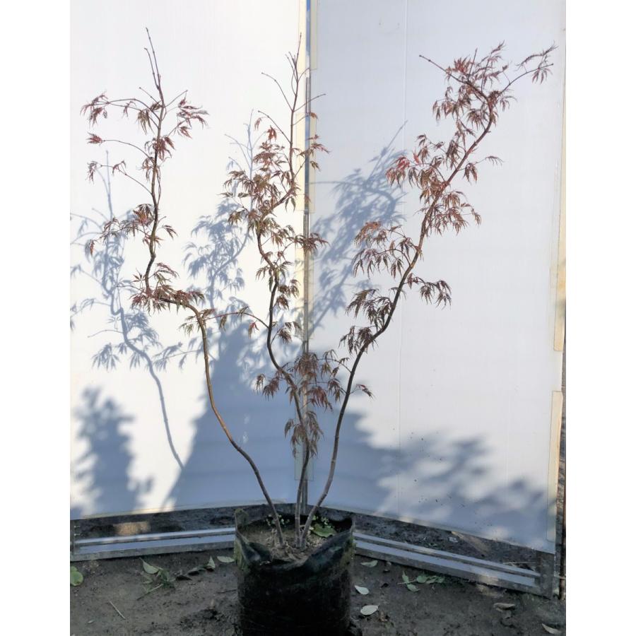 紅しだれモミジ　株立ち　約1.5m　現品発送　希少な赤葉　特大植木苗木　紅枝垂れ紅葉　送料無料