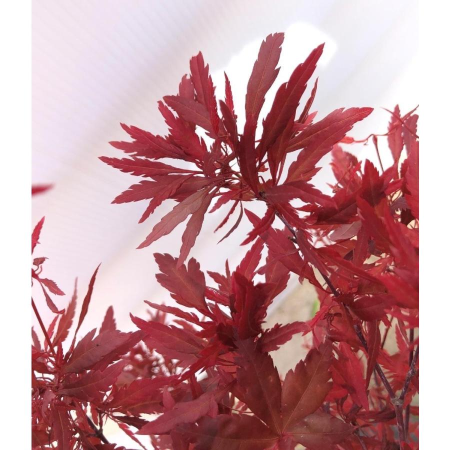 ハゴロモモミジ 赤色葉 約2メートル