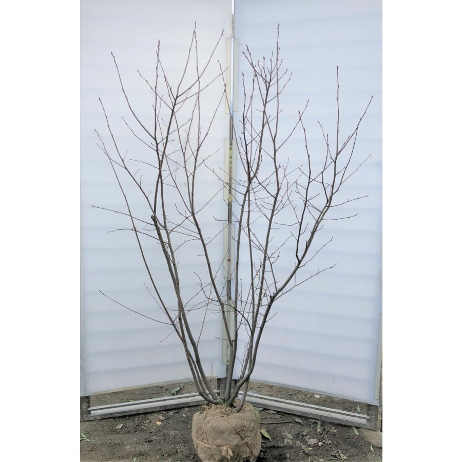 在庫一掃 ジューンベリー ８本株立ち 約1 8ｍ 豪華株 現品発送 特大植木苗木 ラマルキー ブルーベリーの様な果実 送料無料 超歓迎 Mobile Scotturb Com