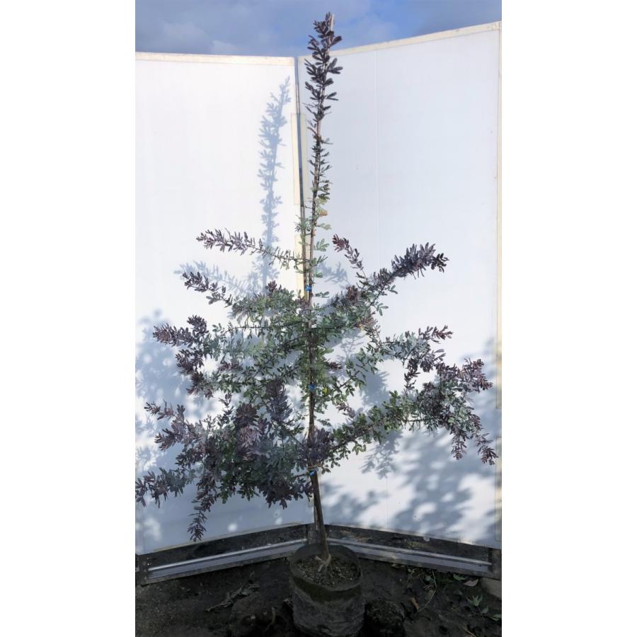 売上安い ミモザアカシア プルプレア 紫葉 約２ｍ 現品発送 特大株 植木苗木 ギンヨウアカシア 常緑樹 送料無料 買取 格安 Sicasasesores Com