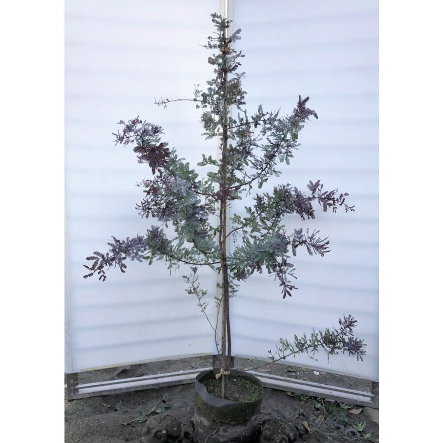 ミモザアカシア プルプレア 紫葉 約1.6m 現品発送 特大株 植木 ミモザアカシア プルプレア 紫葉 約1.6m 現品発送 特大株 植木