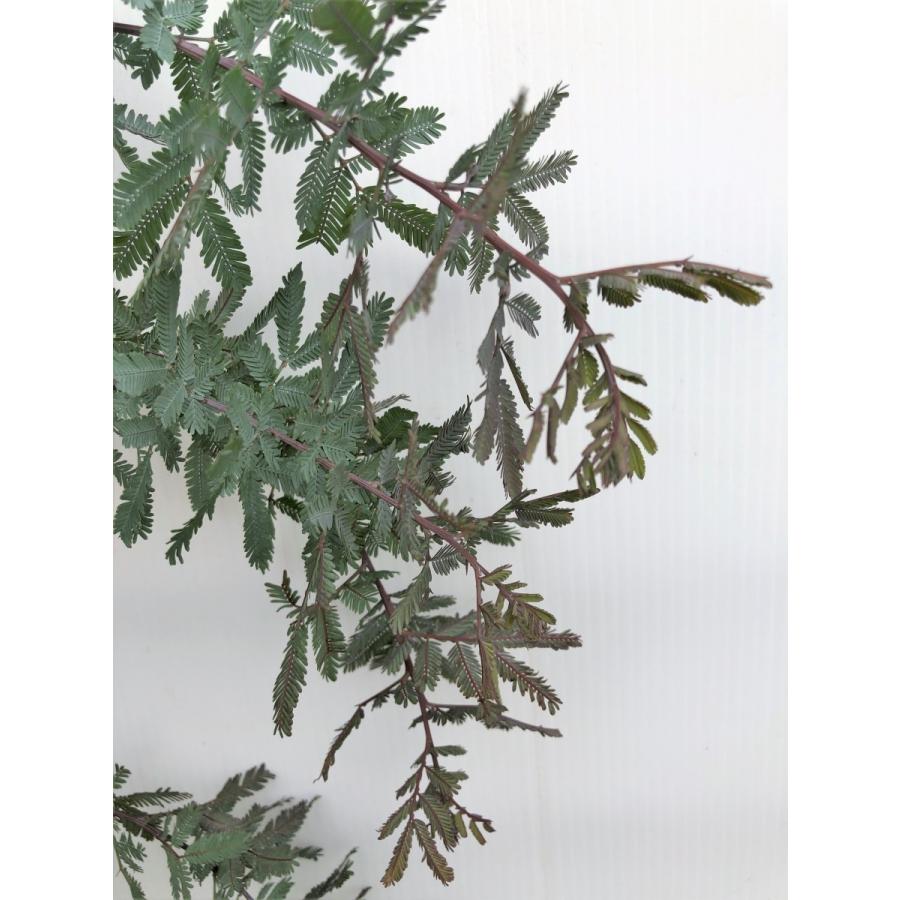 yu-さん専用　アカシアプルプレア アカシア：ギンヨウアカシアプルプレア6号ポット＊＊ の通販