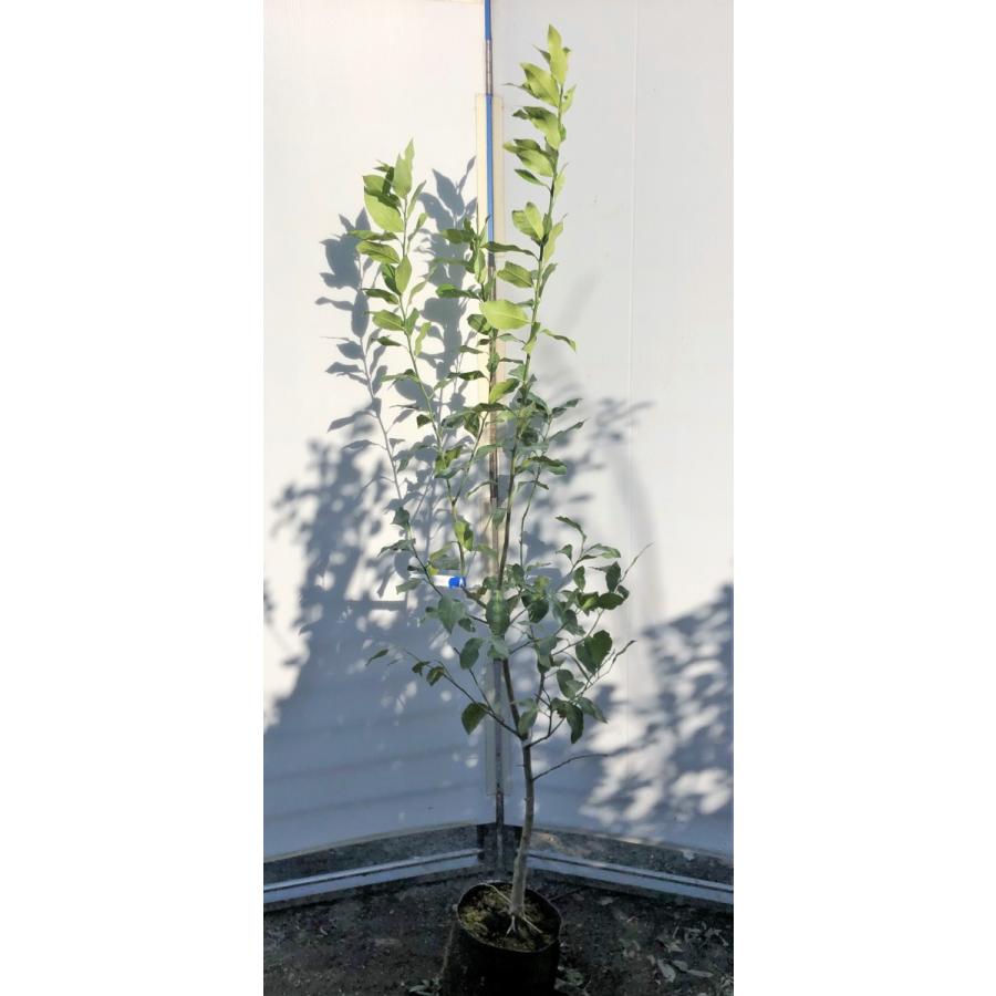 レモンの木 リスボンレモン 約1 8ｍ 現品発送 特大株 植木苗木 檸檬の木 常緑樹 観葉植物や鉢植えに 果樹 送料無料 2107risobn1816 大福樹苗園 通販 Yahoo ショッピング