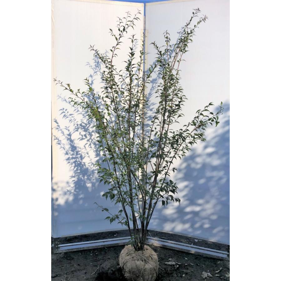 ハイノキ 8本株立ち 約1.8m 現品発送 豪華株 特大株植木苗木 灰の木