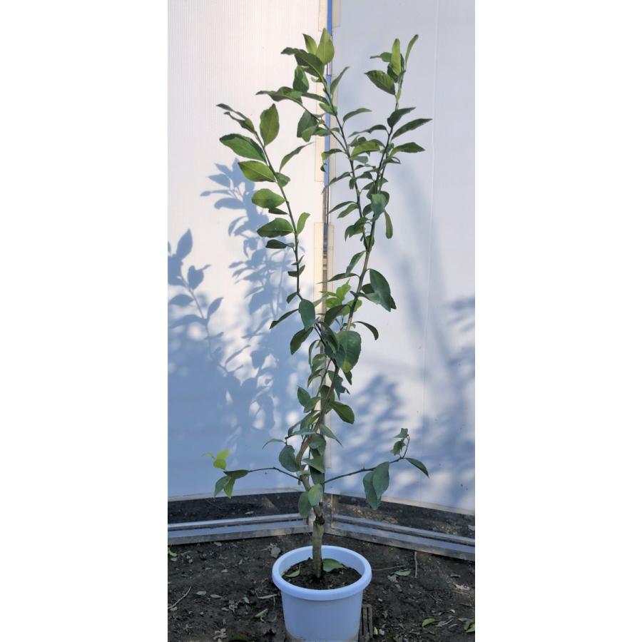 鉢植えレモンの木 マイヤーレモン 約1 2ｍ 現品発送 特大株 植木苗木 現品発送 檸檬の木 果樹 送料無料 mayers1211 大福樹苗園 通販 Yahoo ショッピング