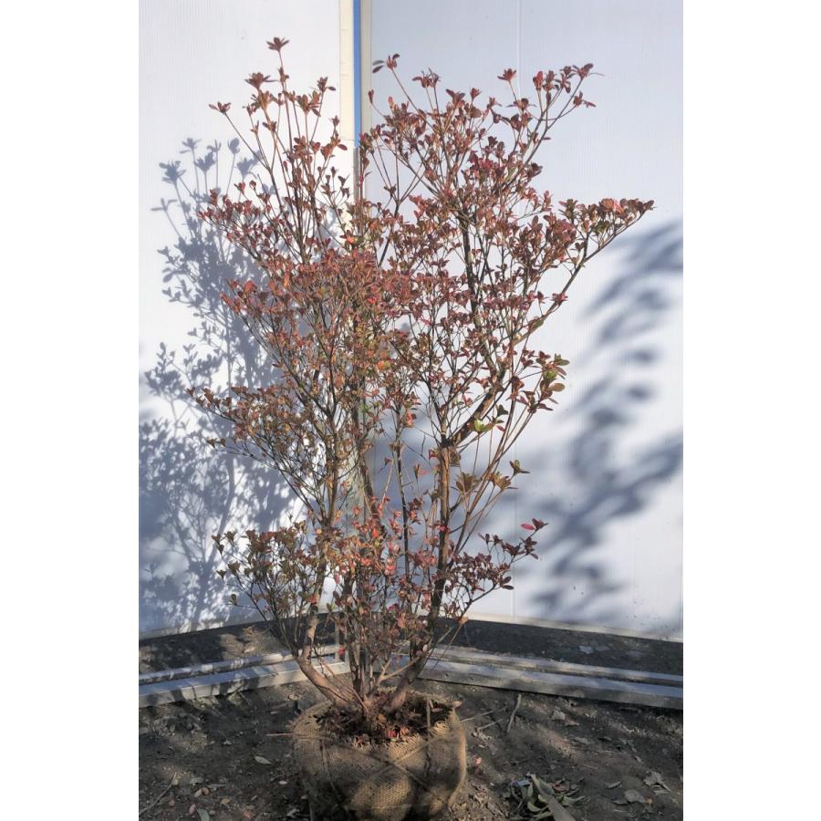 本霧島ツツジ 株立ち 約1 2ｍ 現品発送 特大植木苗木 ホンキリシマ 常緑樹 送料無料 honkiri1210k3 大福樹苗園 通販 Yahoo ショッピング