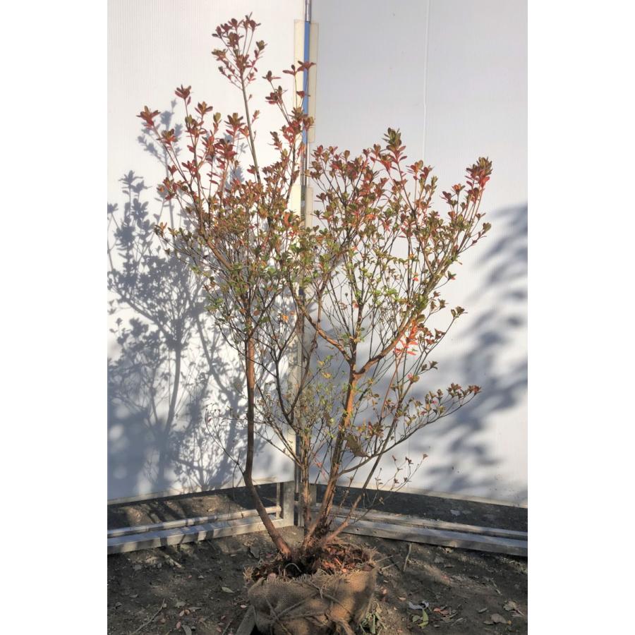 第1位獲得 本霧島ツツジ 株立ち 約1 3ｍ 現品発送 特大植木苗木 ホンキリシマ 常緑樹 送料無料 送料無料 Zoetalentsolutions Com