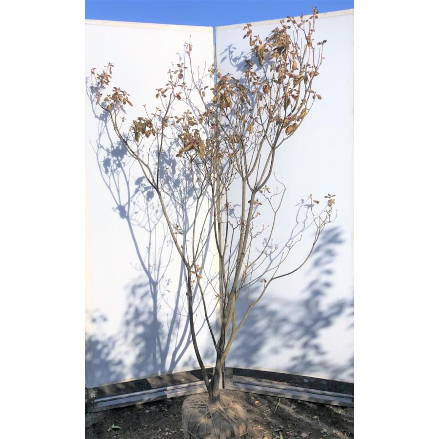 ハヤトミツバツツジ イワツツジ 2m 現品発送 特大株