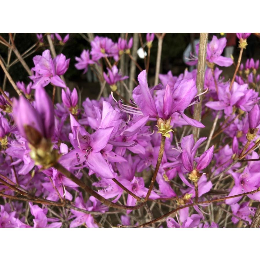 ハヤトミツバツツジ　イワツツジ　２ｍ　現品発送　特大株　植木苗木　隼人三つ葉ツツジ　岩つつじ　落葉樹　送料無料 