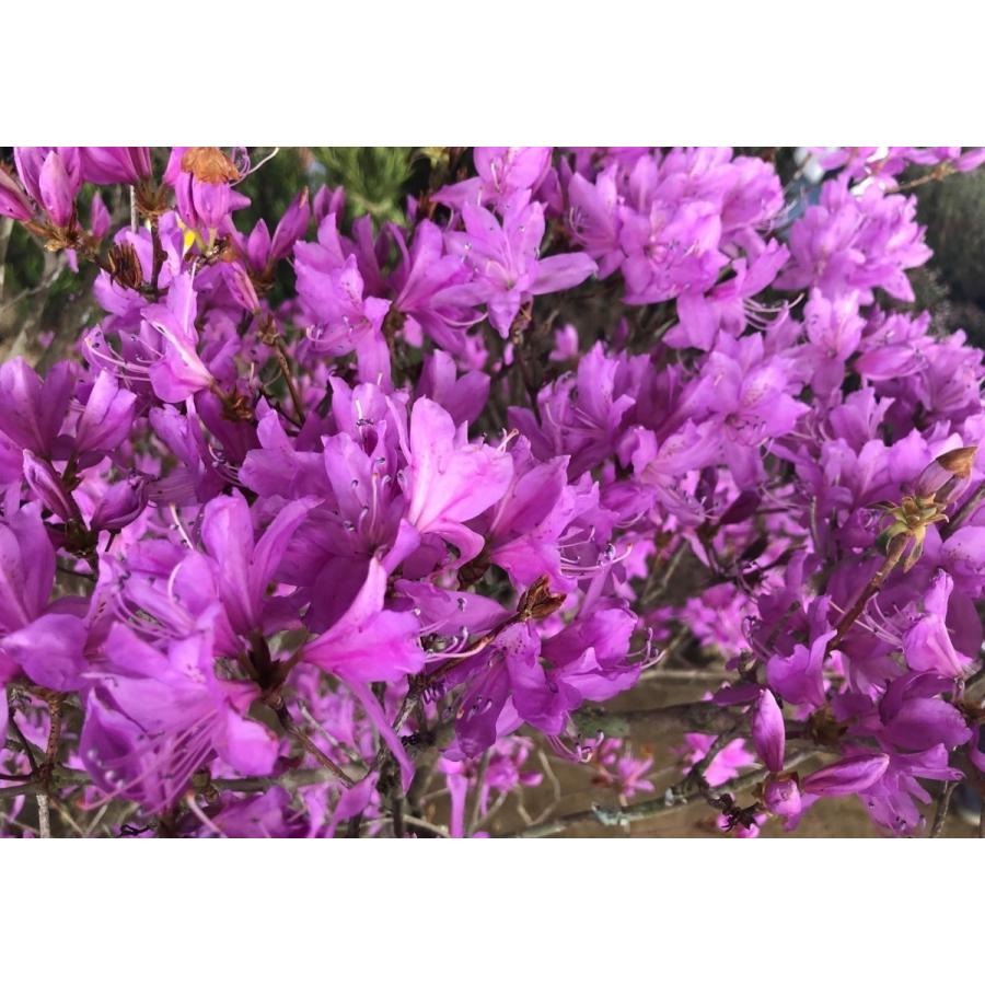 ハヤトミツバツツジ　イワツツジ　２ｍ　現品発送　特大株　植木苗木　隼人三つ葉ツツジ　岩つつじ　落葉樹　送料無料 