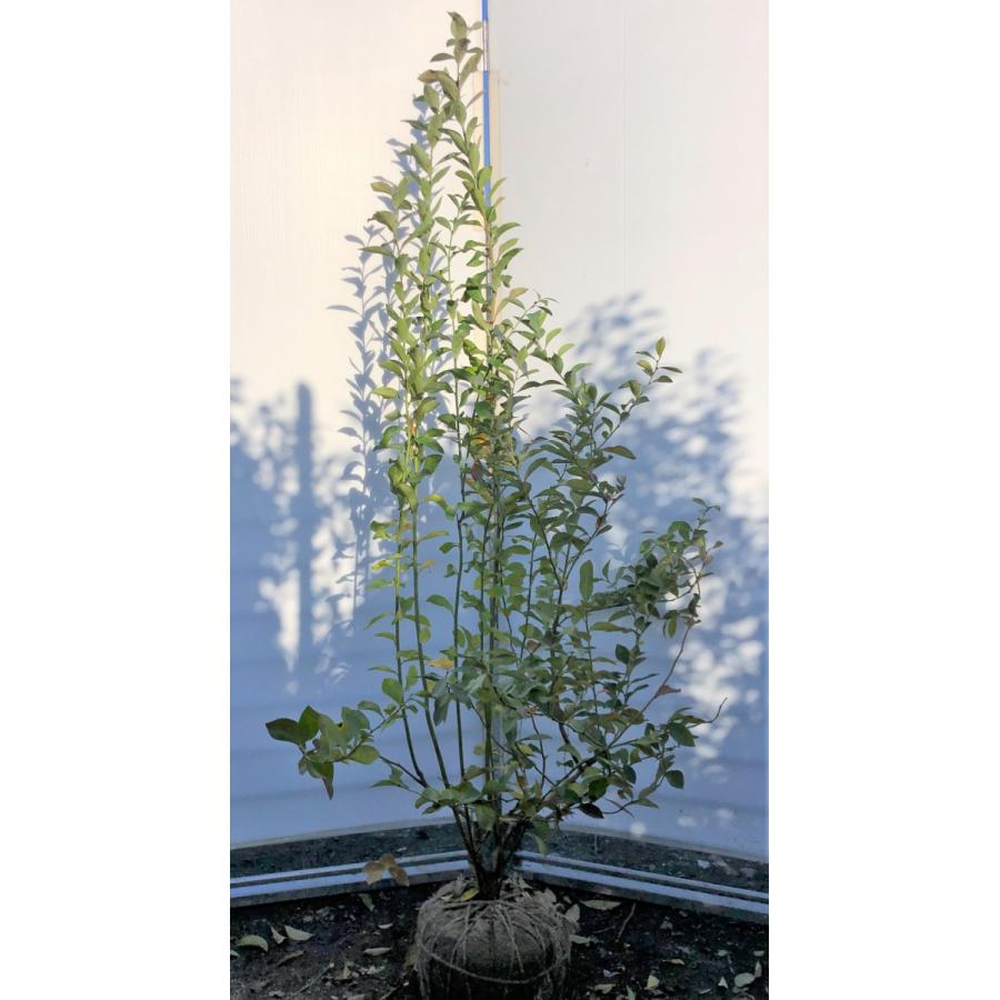 上質で快適 ブルーベリー ブライトウェル 株立ち 約1 8ｍ 特大植木苗木 一点物特大株 ラビットアイ系 シンボルツリー 送料無料 売り切れ必至 Zoetalentsolutions Com