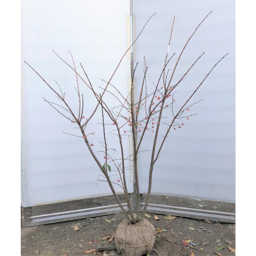 マユミ 株立ち 約1.3m 現品発送 特大植木苗木 ピンクのツリバナマユミ