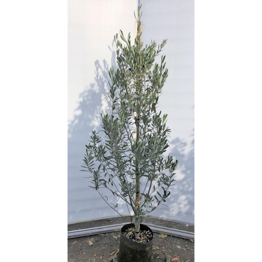 オリーブの木 シプレッシーノ 約1.7m 現品発送 特大植木