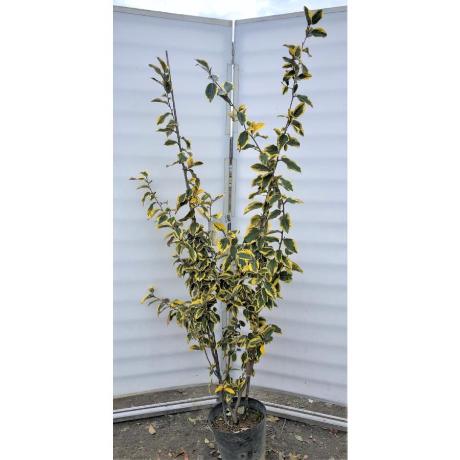 班入りグミの木 ギルドエッジ 約1 7ｍ 現品発送 特大株 植木苗木 ナワシログミ 茱萸の木 送料無料 girud1716 大福樹苗園 通販 Yahoo ショッピング