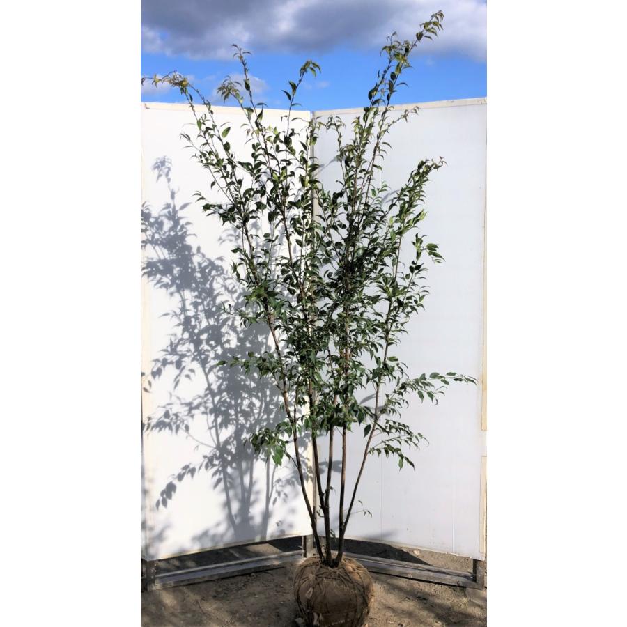 Web限定 ハイノキ 5本株立ち 約2 1m 現品発送 一点物 豪華株 特大株植木苗木 灰の木 常緑樹 送料無料 年最新海外 Www Thedailyspud Com