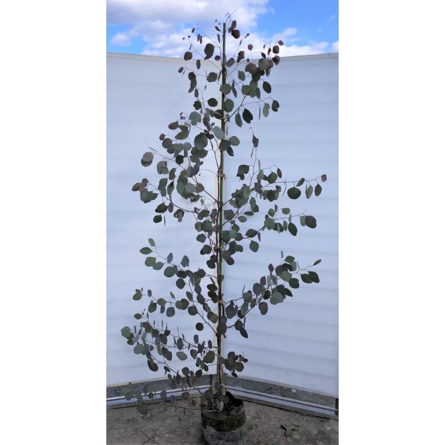 ポポラス　丸葉ユーカリ　約2.1ｍ　現品発送　特大株　植木苗木　丸葉のユーカリの木　鉢植え観葉植物に　常緑樹　送料無料