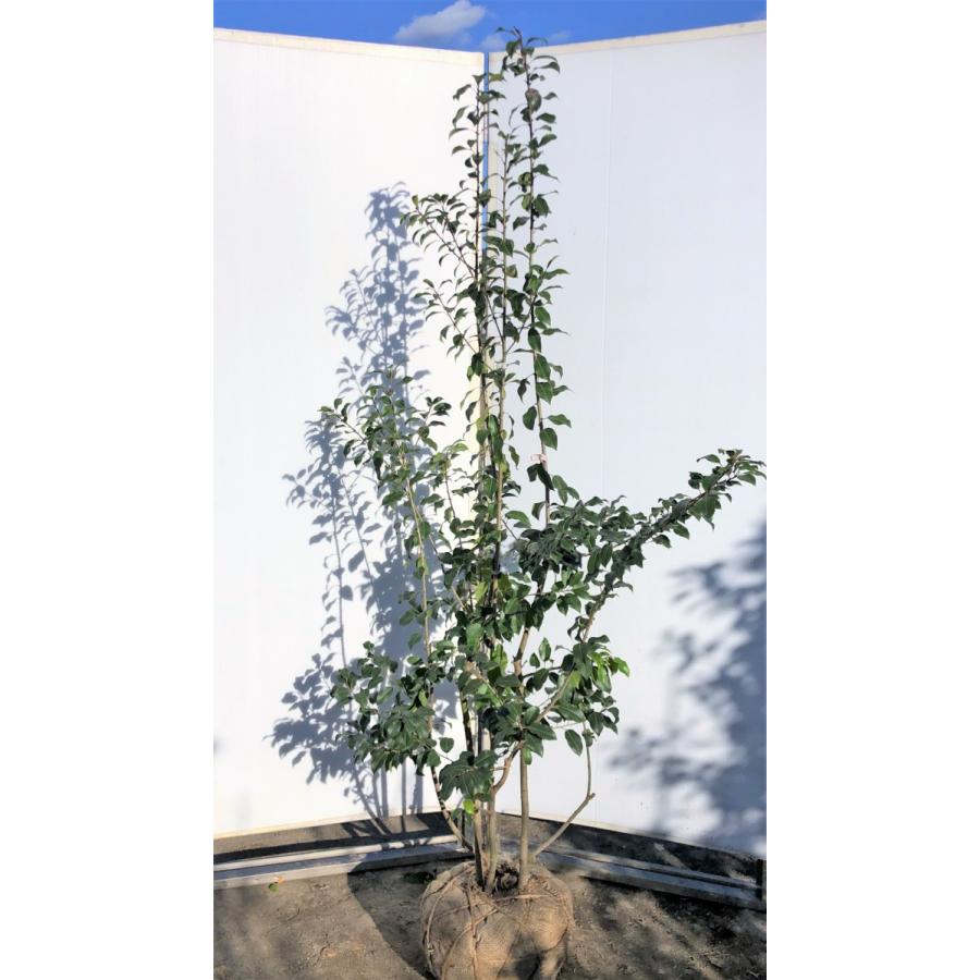 春夏新色 ソヨゴの木 株立ち 約1 8m 現品発送 美樹形株 特大株 植木苗木 赤い実が成る木 常緑樹 手数料安い Giftideasforall Com