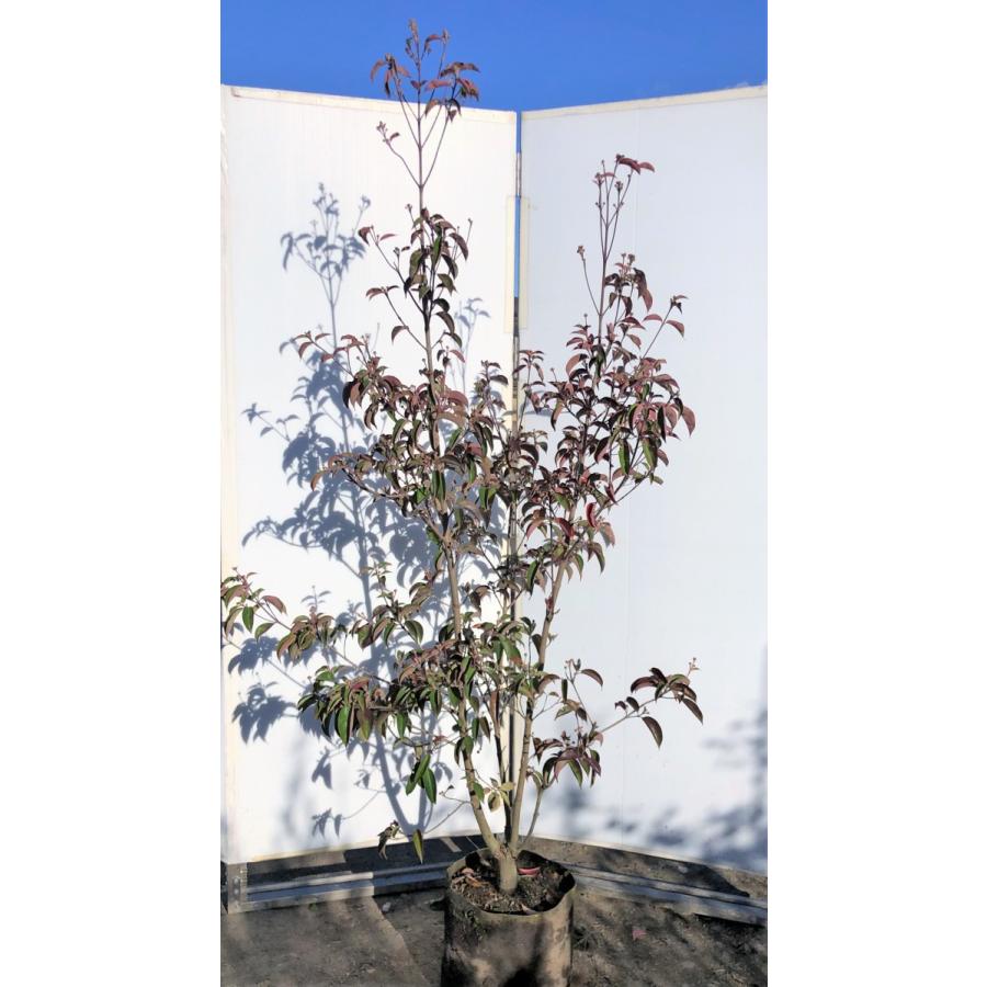 常緑ヤマボウシ　月光　株立ち　約２m　現品発送　特大植木苗木　ホンコンエンシス　常緑樹　送料無料(12987円)