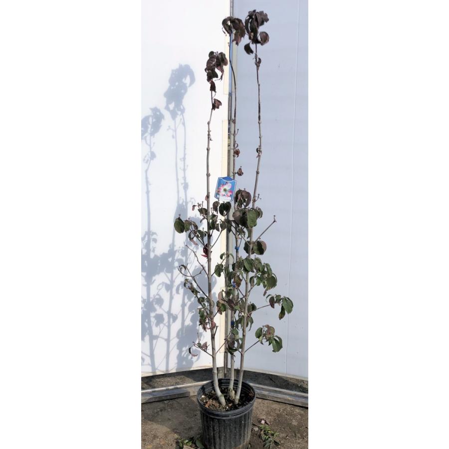 赤花ハナミズキ ジュニアミス 株立ち 約1 7ｍ 現品発送 ピンク花 特大植木苗木 花水木 シンボルツリー 送料無料 jrmiss1715k3 2 大福樹苗園 通販 Yahoo ショッピング