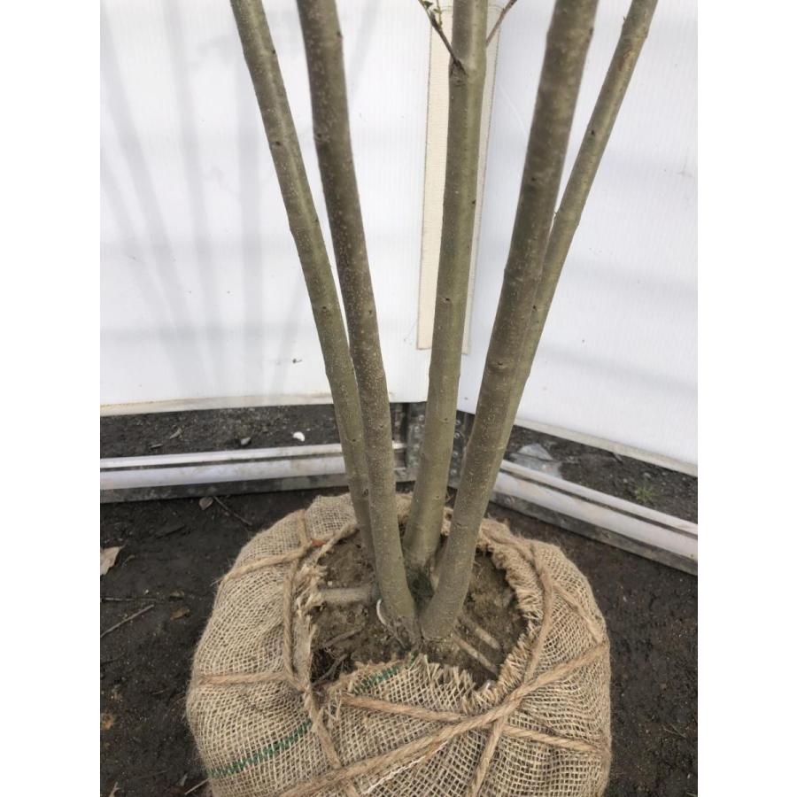シマトネリコ 5本株立ち 約1.8m 現品発送 美樹形株 特大株 植木