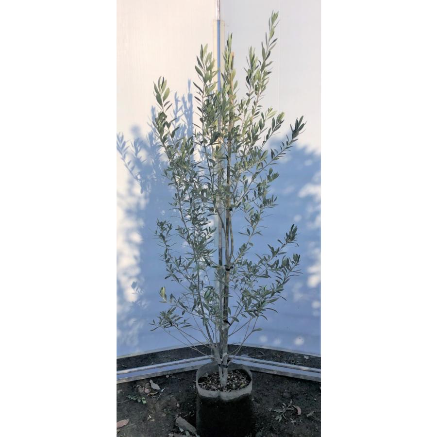 オリーブの木　シプレッシーノ　約1.7m　現品発送　特大植木苗木　チプレッシーノ　チプレシーノ　常緑樹　送料無料 