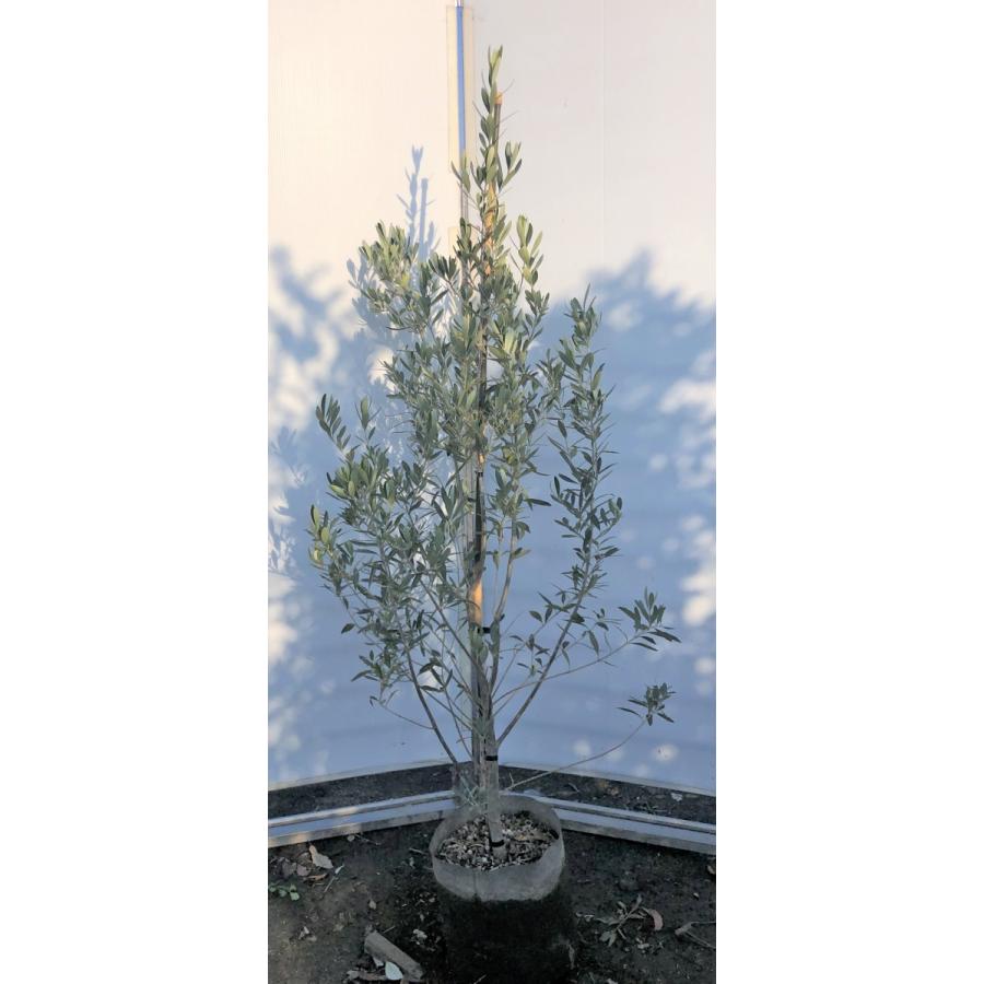 最短即日 通販 オリーブの木 シプレッシーノ 約1 6m 現品発送 特大植木苗木 チプレッシーノ チプレシーノ 常緑樹 送料無料 Yahoo ショッピング chipre1614 大福樹苗園 新品 正規品 Bonus Dinamo Pe
