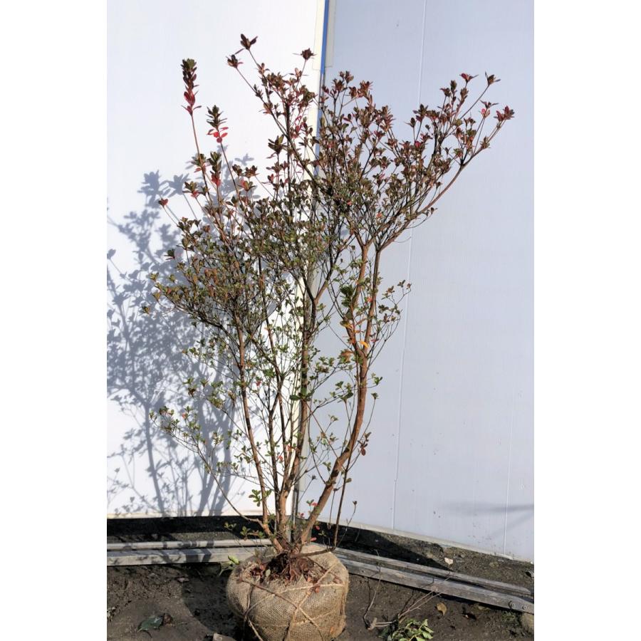 本霧島ツツジ 株立ち 約1 4ｍ 現品発送 特大植木苗木 ホンキリシマ 常緑樹 送料無料 honkiri1412k5 大福樹苗園 通販 Yahoo ショッピング
