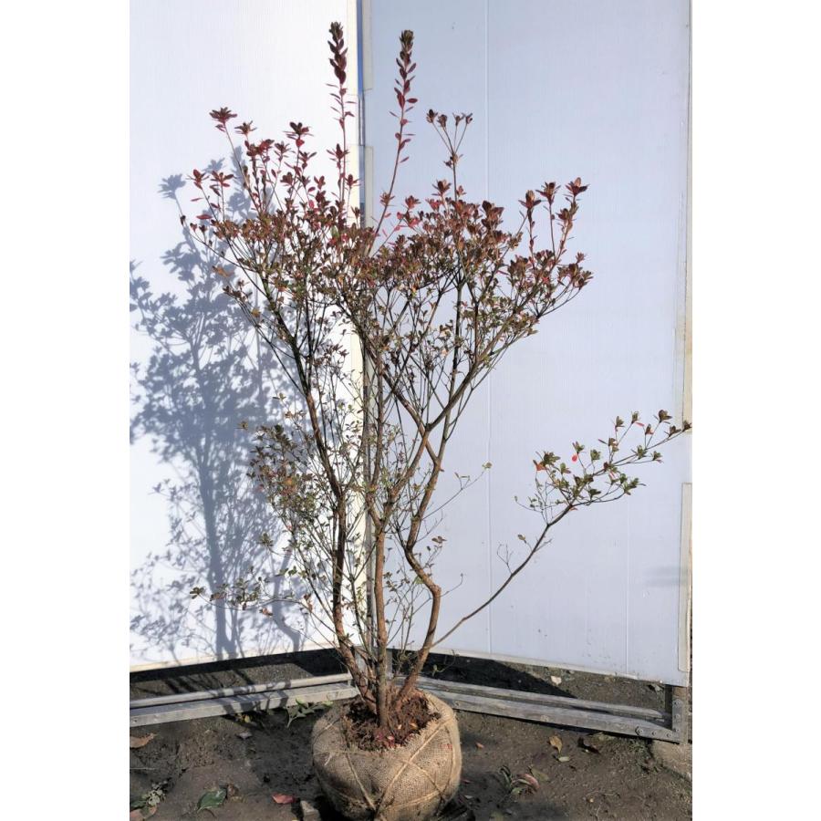 本霧島ツツジ 株立ち 約1 5ｍ 現品発送 特大植木苗木 ホンキリシマ 常緑樹 送料無料 honkiri1513k3 大福樹苗園 通販 Yahoo ショッピング