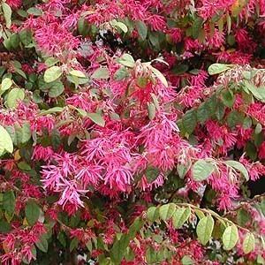 良品。トキワマンサク1.7M(鉢底から)品番A 楽天市場】トキワマンサク青葉赤花 2m 露地 苗木 : トオヤマグリーン