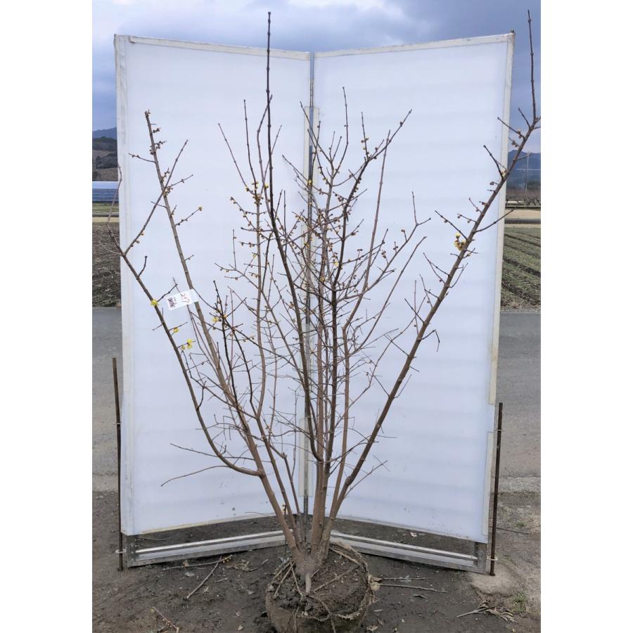 蝋梅 ロウバイ ８本株立ち 約1 9m 豪華株株 現品発送 特大植木苗木 冬に咲く花 送料無料 roubai1917k8 大福樹苗園 通販 Yahoo ショッピング