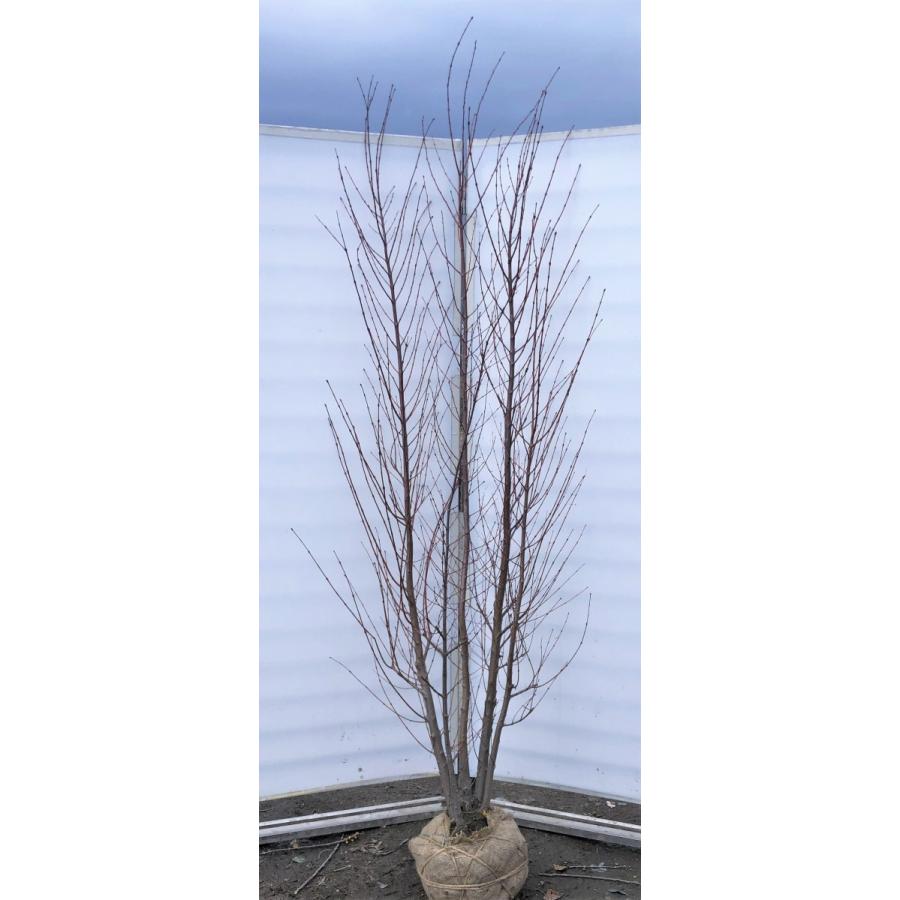 桂 カツラの木 5本株立ち 約2.2m 現品発送 豪華株 特大植木苗木