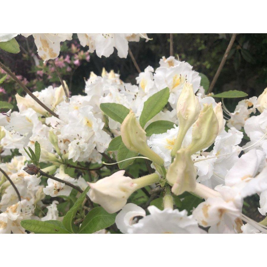 エクスバリーアザレア 株立ち 約1 5ｍ 現品発送 花色不明 特大植木苗木 西洋ツツジ 落葉樹 送料無料 xvary1513k7 大福樹苗園 通販 Yahoo ショッピング