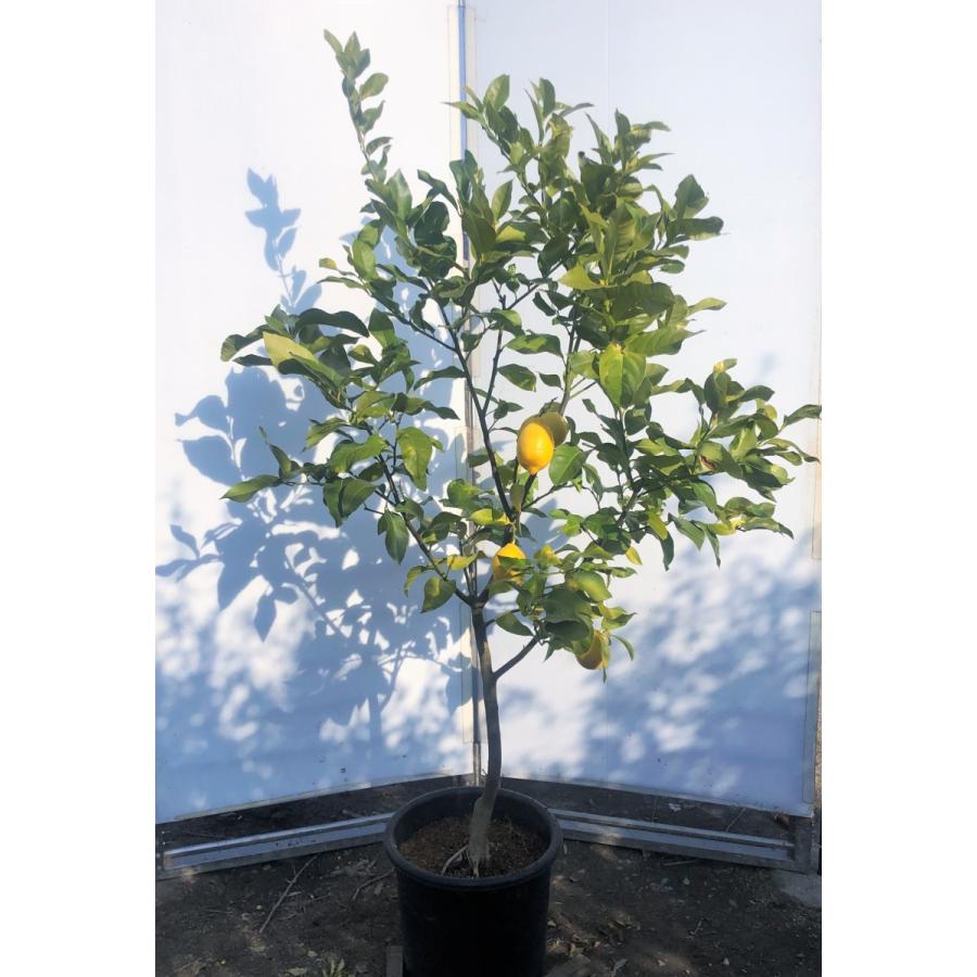 鉢植えレモンの木 ビアフランカ 約1 6ｍ 現品発送 特大株 植木苗木 トゲなし檸檬の木 常緑樹 観葉植物 鉢植えに 送料無料 bf1614 大福樹苗園 通販 Yahoo ショッピング