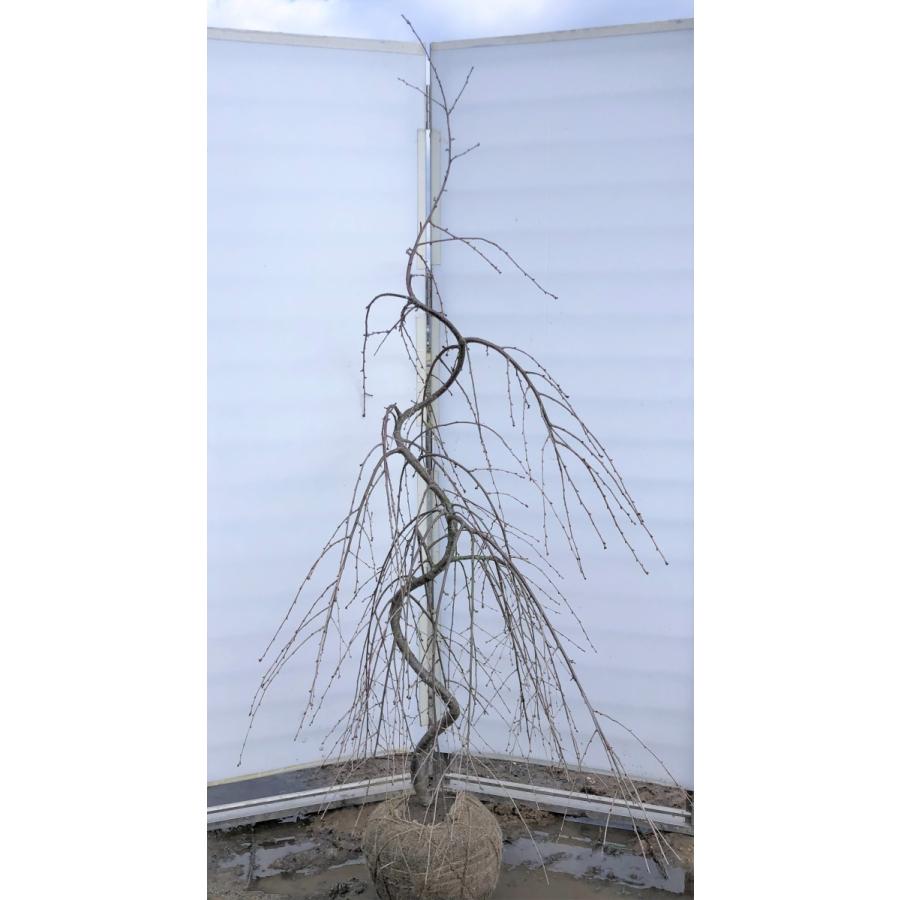 しだれ富士桜　約２ｍ　現品発送　美樹形株　２色咲きに見えるしだれ桜　特大植木苗木　富士しだれ桜　送料無料