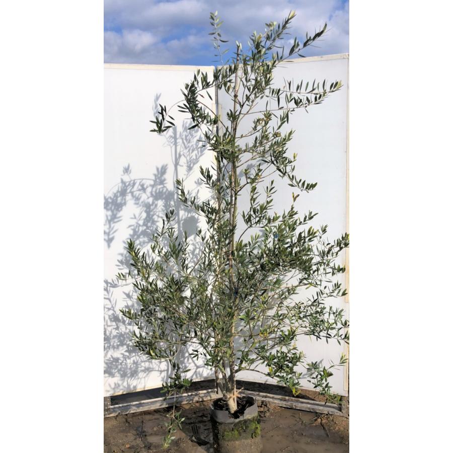 代引不可 オリーブの木 ネバジロブランコ 約2 1m 多花品種 現品発送 特大株植木苗木 ネバディロブランコ シンボルツリーや鉢植えに 常緑樹 nebadiro2119 大福樹苗園 通販 Yahoo ショッピング 大流行中 Web Escgroup Com