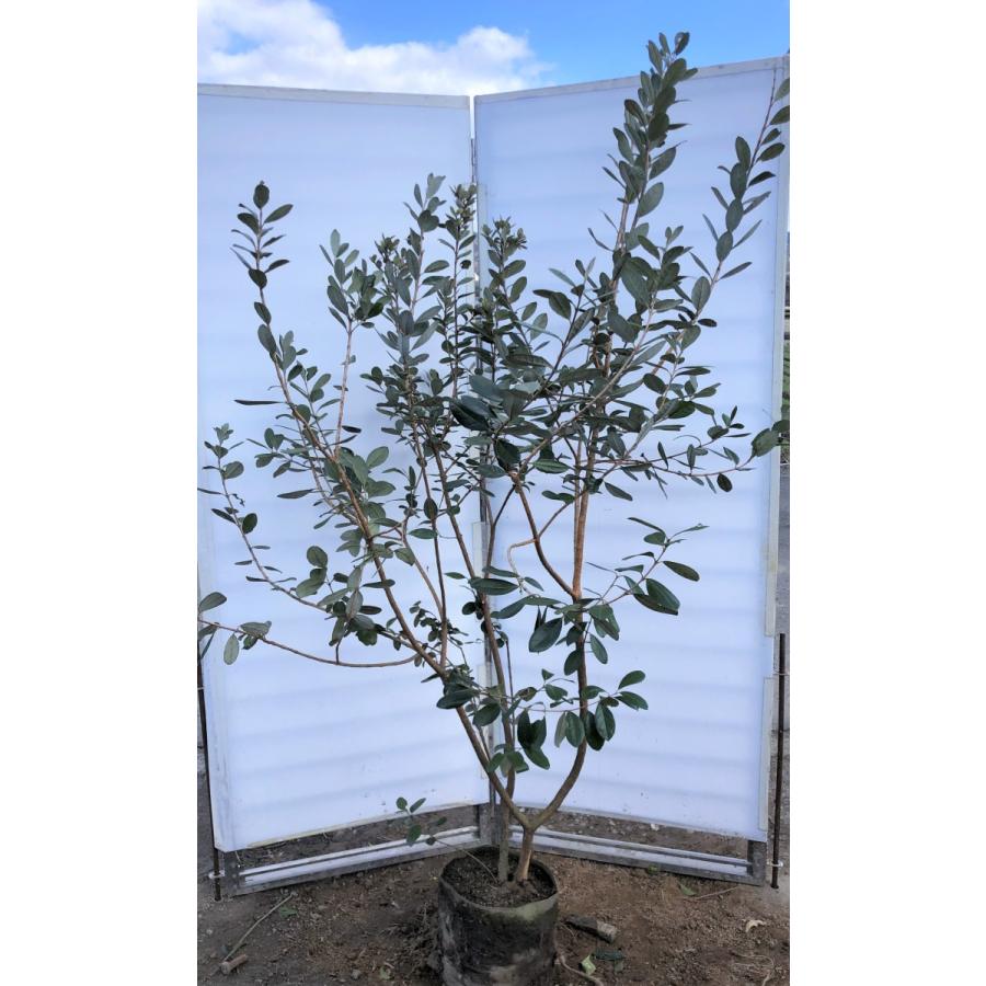 フェイジョア　株立ち　約２m　現品発送　特大株　植木苗木　常緑樹　送料無料
