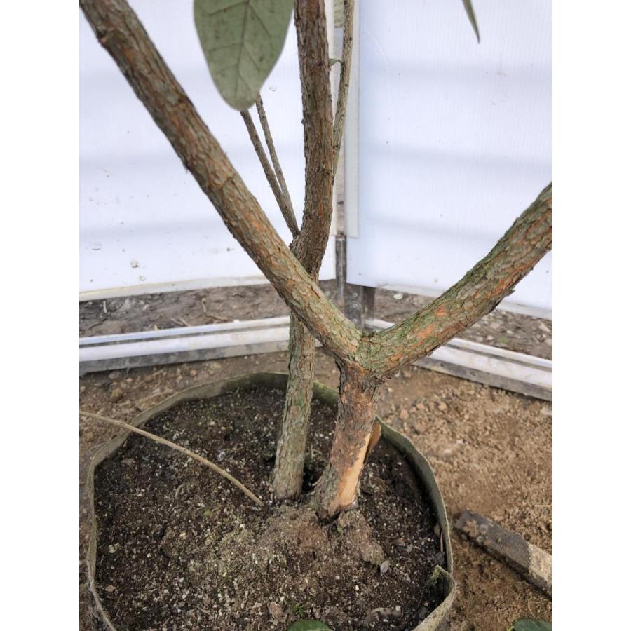 フェイジョア　株立ち　約２m　現品発送　特大株　植木苗木　常緑樹　送料無料  YWU1165672273(11090円)