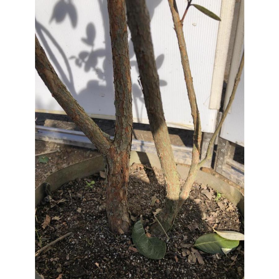 フェイジョア　株立ち　約２m　現品発送　特大株　植木苗木　常緑樹　送料無料 
