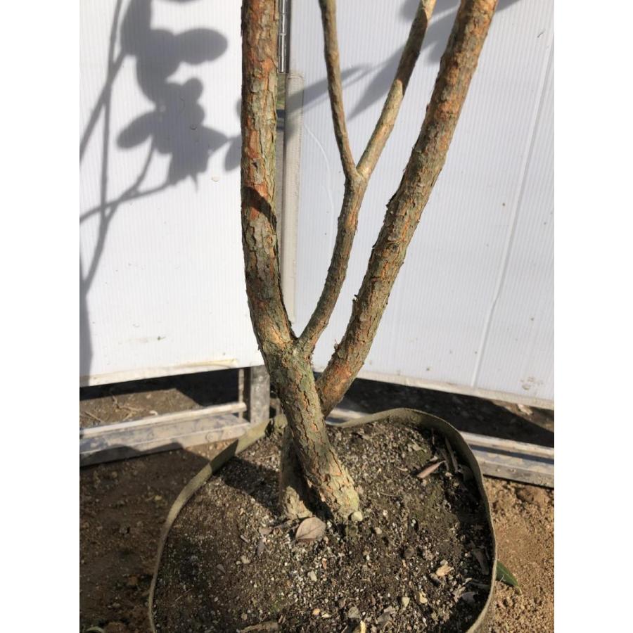 フェイジョア　株立ち　約２m　現品発送　特大株　植木苗木　常緑樹　送料無料 常緑樹 WS1165670200(11090円)