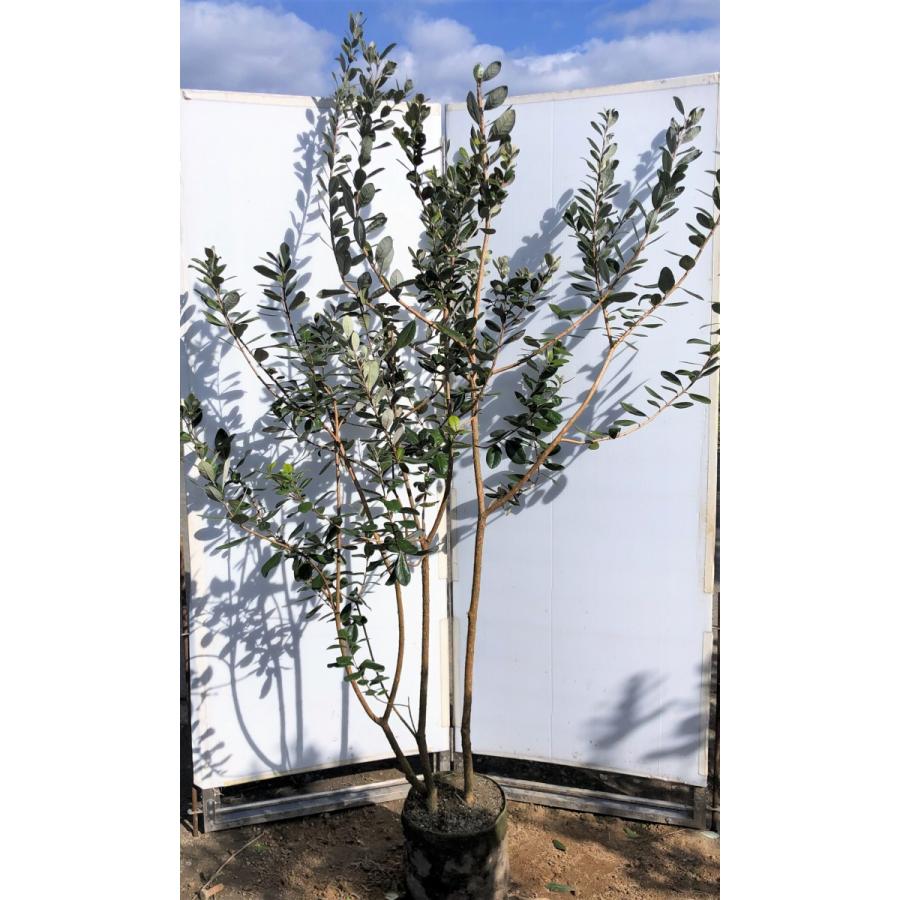 フェイジョア　株立ち　約２m　現品発送　特大株　植木苗木　常緑樹　送料無料
