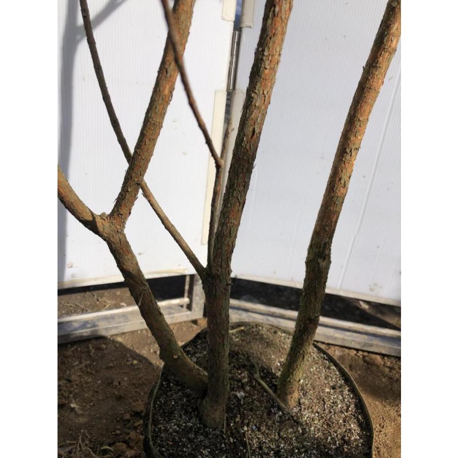 フェイジョア　株立ち　約２m　現品発送　特大株　植木苗木　常緑樹　送料無料 