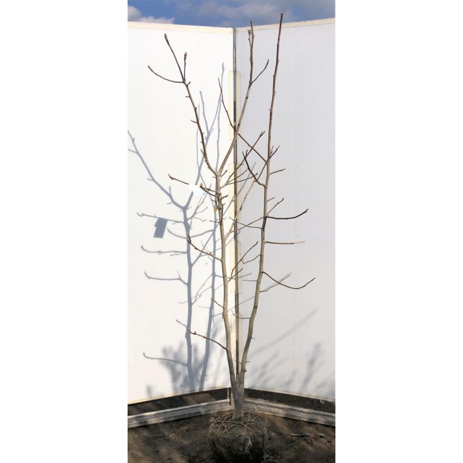 黄花モクレン イエローバード 約2m 現品発送 特大植木苗木 黄木蓮