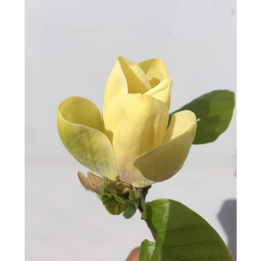 黄花モクレン イエローバード 約2m 現品発送 特大植木苗木 黄木蓮