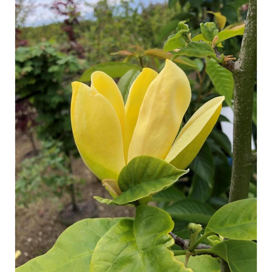 黄花モクレン イエローバード 約2m 現品発送 特大植木苗木 黄木蓮