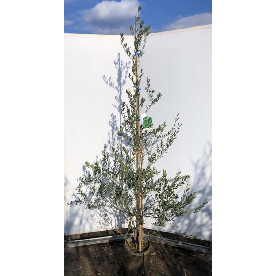 安心の定価販売 オリーブの木 マンザニロ 約２m 大株植木苗木 現品発送 観葉植物 シンボルツリー 常緑樹 送料無料 売れ筋 Salvatori Com Br