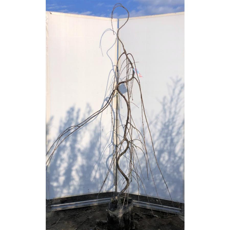 しだれ富士桜　約２ｍ　現品発送　美樹形株　２色咲きに見えるしだれ桜　特大植木苗木　富士しだれ桜　送料無料